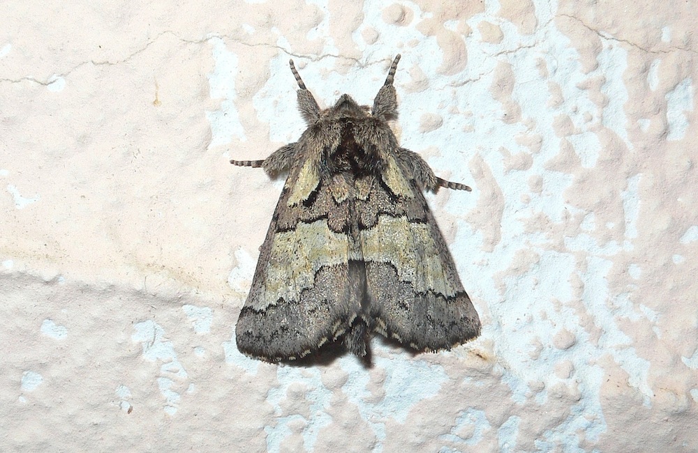 Identificazione 14 - Rhegmatophila ricchelloi